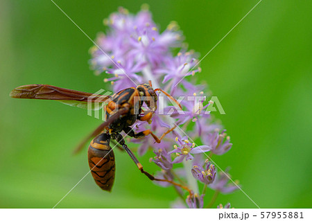 キアシナガバチ　花粉を野草から集めるキアシナガバチ 57955881
