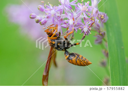 キアシナガバチ　花粉を野草から集めるキアシナガバチ 57955882