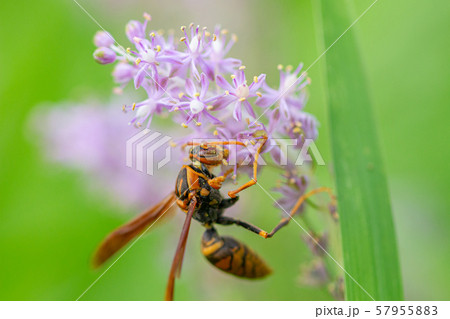 キアシナガバチ 花粉を野草から集めるキアシナガバチ キアシナガバチ 花粉を野草から集めるキアシナガバチ 57955883