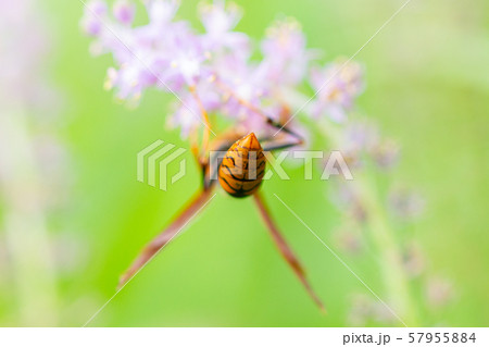 キアシナガバチ　花粉を野草から集めるキアシナガバチ 57955884
