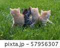 small red kittens in green grass 57956307