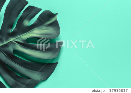 Monstera leaf on a blue background. Flat lay, top view. Monstera leaf on a blue background. Flat lay, top view. 57956837