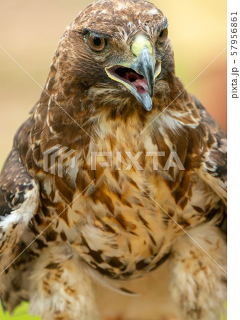 red-tailed hawk or Buteo jamaicensis close-up 57956861
