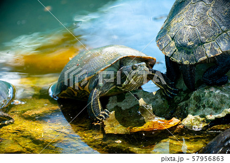 Red-eared slider or water slider turtles in the 57956863
