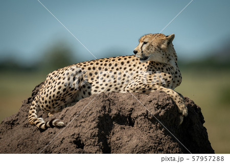 Cheetah resting on termite mound looking back Cheetah resting on termite mound looking back 57957288