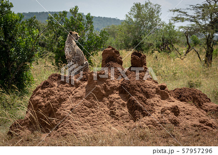 Cheetah looks round sitting on termite mound 57957296