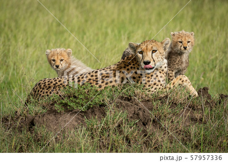 Cheetah lies licking nose with two cubs 57957336