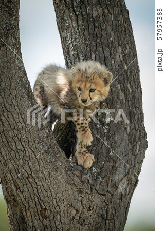 Cheetah cub stands looking down from tree 57957383
