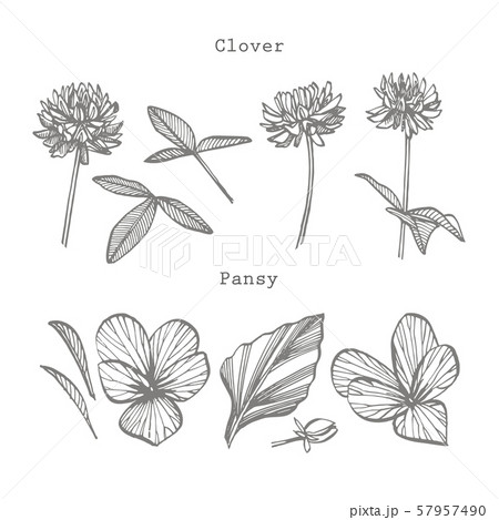 Pansy and Clover or daisy flower. Botanical illustration. Good for cosmetics, medicine, treating Pansy and Clover or daisy flower. Botanical illustration. Good for cosmetics, medicine, treating 57957490