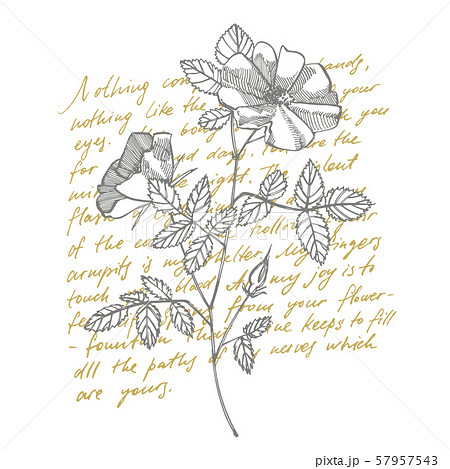 Wild rose flowers drawing and sketch illustrations. Decorative floral set for fabric, textile Wild rose flowers drawing and sketch illustrations. Decorative floral set for fabric, textile 57957543