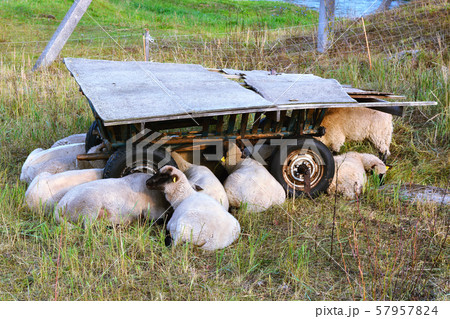 Sheep resting near the cart. Sheep resting near the cart. 57957824