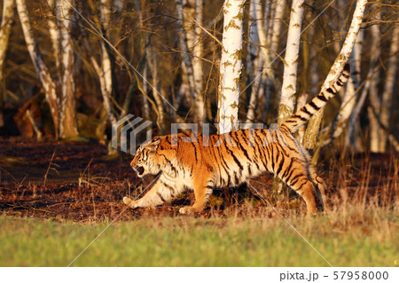 Amur Tiger running in birch forest. dangerous 57958000