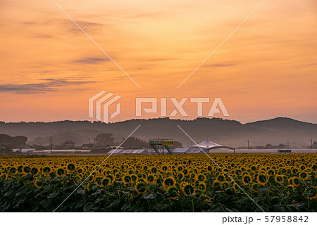 益子のひまわり祭り　朝焼け 57958842
