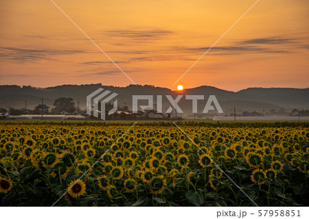 益子のひまわり祭り　朝焼け 57958851