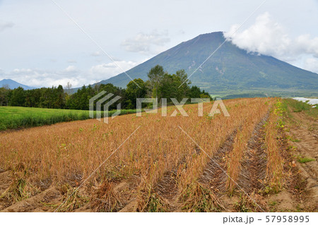 北海道真狩村で実りを迎えた小豆畑の風景を撮影 57958995