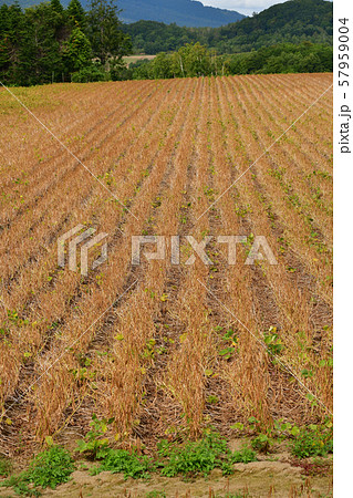 北海道真狩村で実りを迎えた小豆畑の風景を撮影 57959004