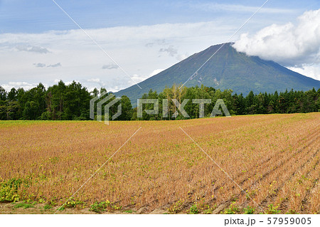 北海道真狩村で実りを迎えた小豆畑の風景を撮影 57959005