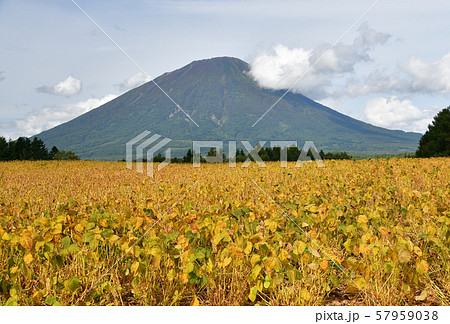 北海道真狩村で実りを迎えた大豆畑の風景を撮影 57959038