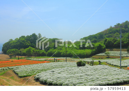 【香川県】フラワーパークうらしま「きんせんか、マーガレット」 【香川県】フラワーパークうらしま「きんせんか、マーガレット」 57959413