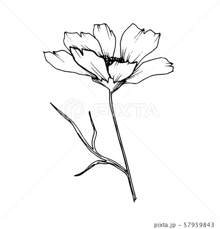 Vector Cosmos floral botanical flowers. Black and white engraved ink art. Isolated cosmea 57959843