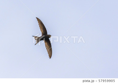 Common swift (Apus apus) 57959905