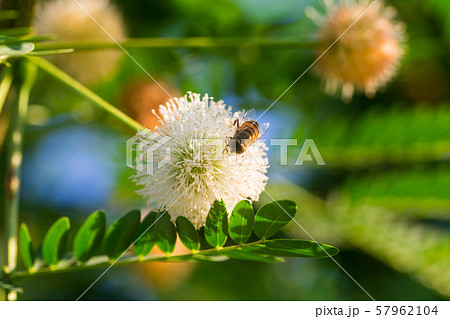Puff Flower or Calliandra 57962104