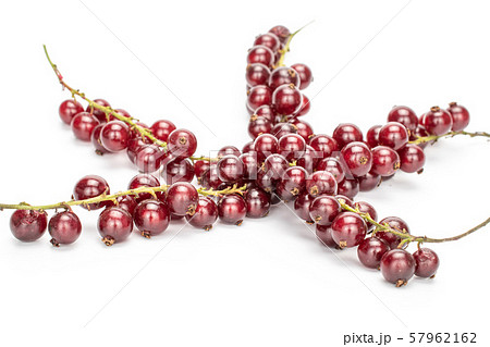 Fresh dark redcurrant isolated on white Fresh dark redcurrant isolated on white 57962162