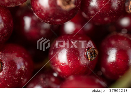 Fresh dark redcurrant isolated 57962213