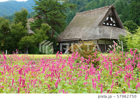白川郷　合掌造りの寺　明善寺　花畑　 57962750