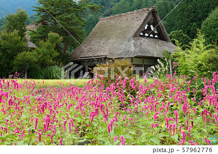 白川郷　合掌造りの寺　明善寺　花畑　 57962776