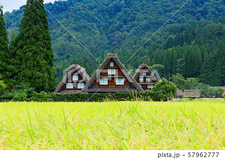 白川郷 秋の風景 稲穂 白川郷 秋の風景 稲穂 57962777