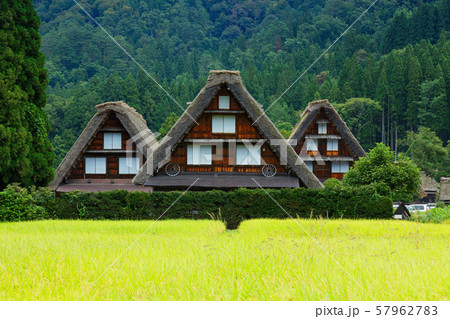 白川郷　秋の風景　稲穂 57962783