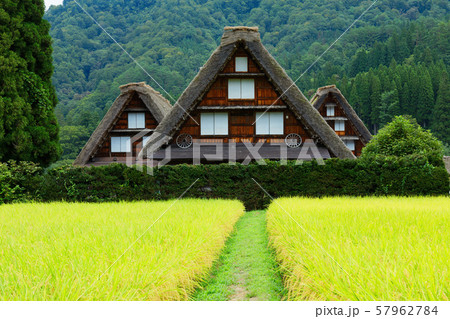 白川郷　秋の風景　稲穂 57962784