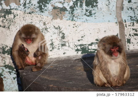 適度な距離感_函館 57963312
