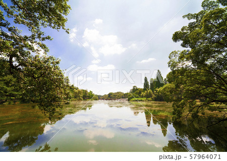 井之頭公園 井之頭公園 57964071