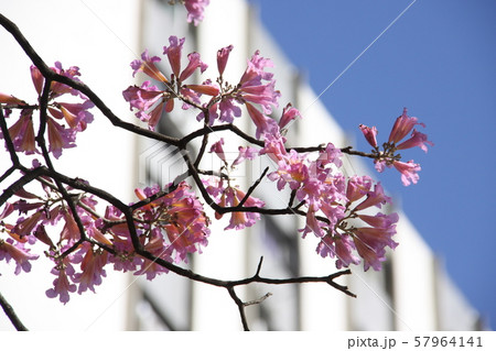 ブラジル国花のイペー 57964141