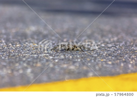 Wolf spider on the road in Utah on a sunny day 57964800