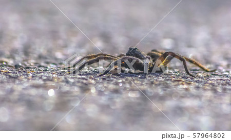 Wolf spider isolated on gray surface in Utah Wolf spider isolated on gray surface in Utah 57964802
