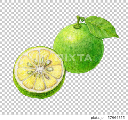 かぼす　手描き　水彩 57964855