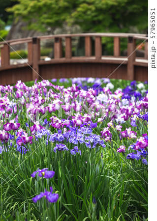 花菖蒲＠長崎県大村市大村公園 57965051