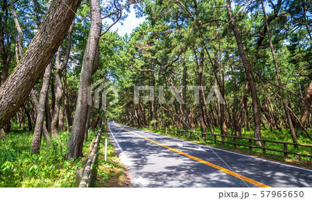 虹の松原＠佐賀県唐津市 57965650