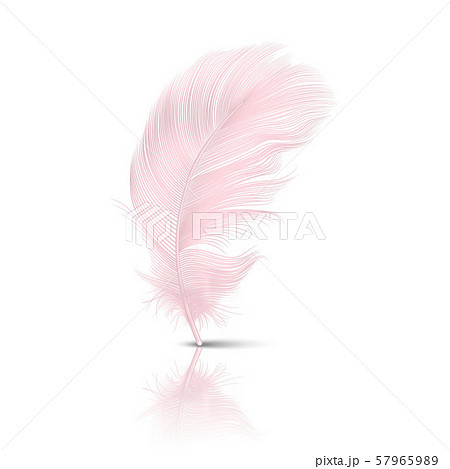 Vector 3d Realistic Falling Pink Flamingo Fluffy Twirled Feather with Reflection Closeup Isolated on Vector 3d Realistic Falling Pink Flamingo Fluffy Twirled Feather with Reflection Closeup Isolated on 57965989