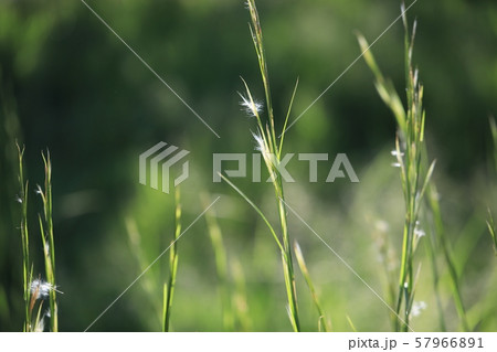 メリケンカルカヤ 57966891