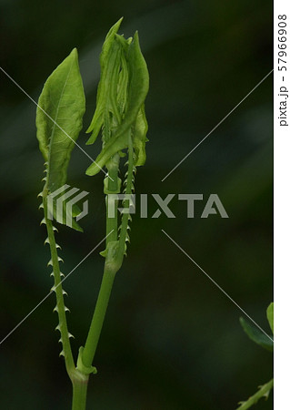 自然 植物 イシミカワ、伸びた茎の先端。軟らかそうな若葉と対照的に硬くて鋭い逆向きのトゲ 自然 植物 イシミカワ、伸びた茎の先端。軟らかそうな若葉と対照的に硬くて鋭い逆向きのトゲ 57966908