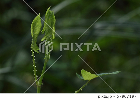 自然　植物　イシミカワ、逆向きに生えたトゲは堅くて鋭いので触れるとけっこう痛い 57967197