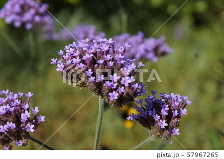 青紫色　小花 57967265