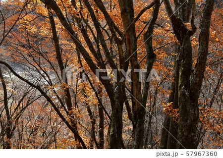 西沢渓谷　渓谷の残る紅葉の木々 57967360