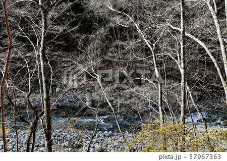 西沢渓谷　渓谷の残る紅葉と逆光に輝る木々 57967363
