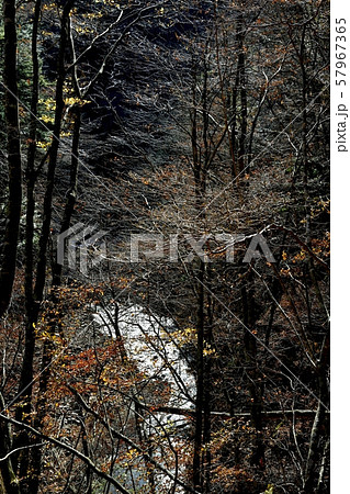 西沢渓谷　渓谷の残る紅葉と逆光に輝る木々 57967365
