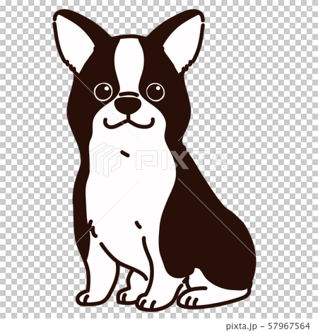 お座りする ボストンテリアのイラスト素材